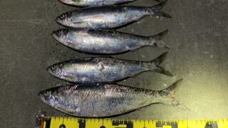 初心者向け 北海道のサビキ釣りとは 基本的な釣り方や必要な道具を紹介 ぎょえもん釣りブログ