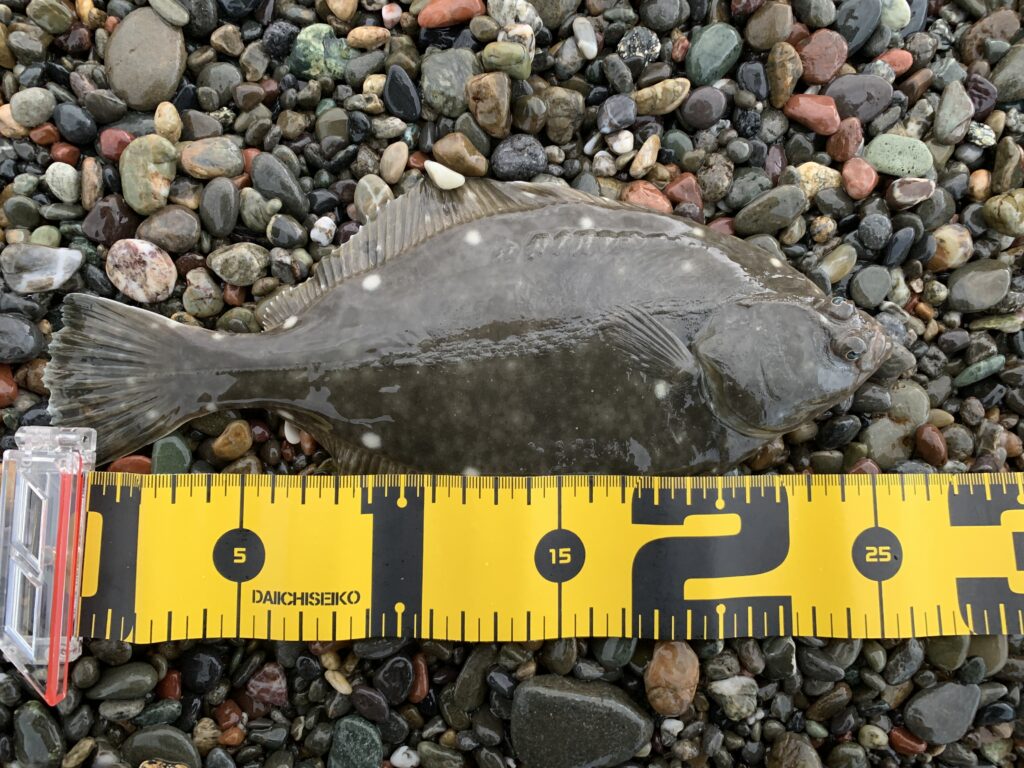 北海道苫小牧の砂浜で釣れたイシガレイ25cm