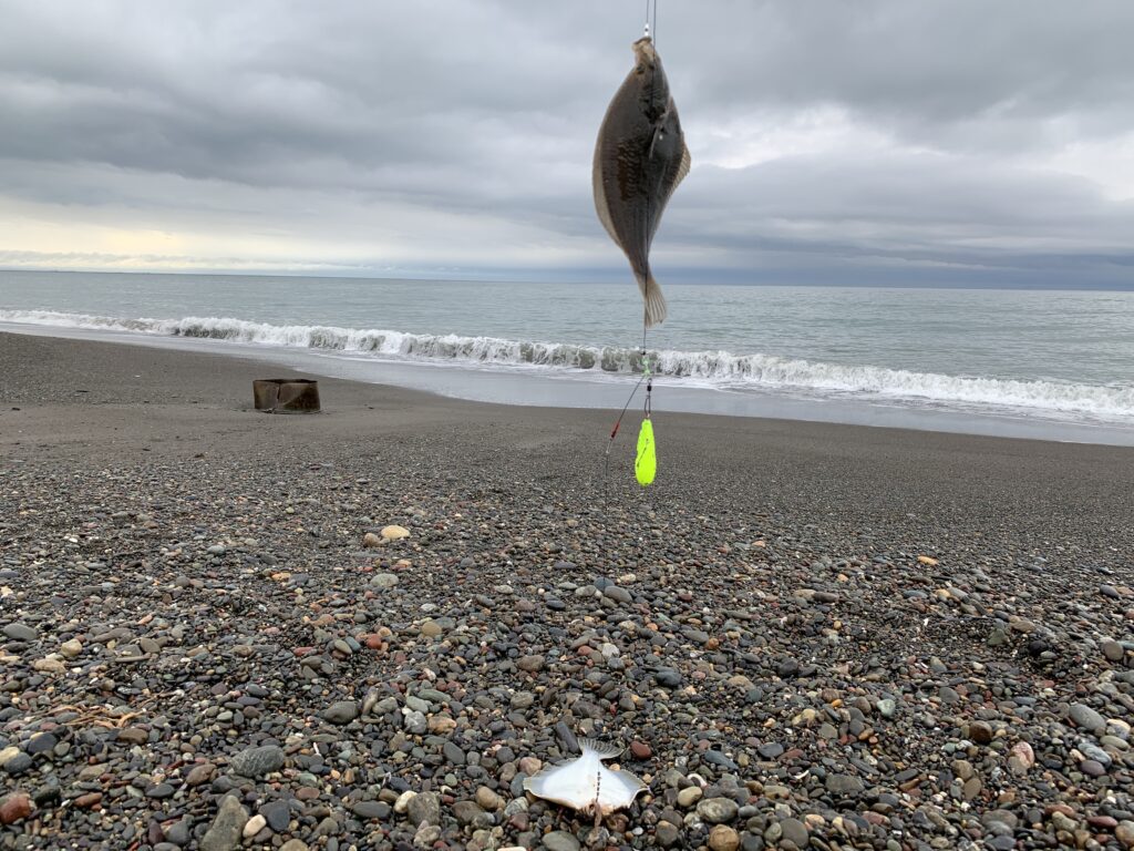 北海道苫小牧の砂浜でカレイがダブルで釣れた