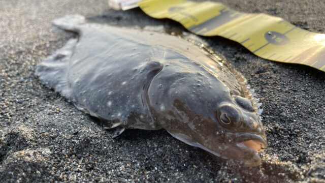 北海道1周 釣り旅 1 苫小牧サーフで投げ釣り編 全79市町村制覇 ぎょえもん釣りブログ