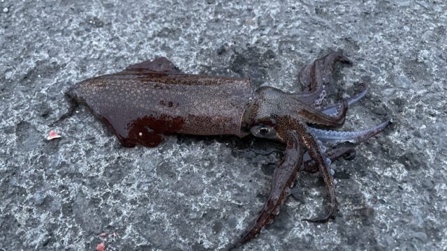 2022年6月に小樽港で釣れたマメイカ